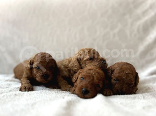 Redbrown Toy Poodle Bebekler