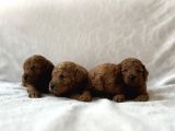 Redbrown Toy Poodle Bebekler