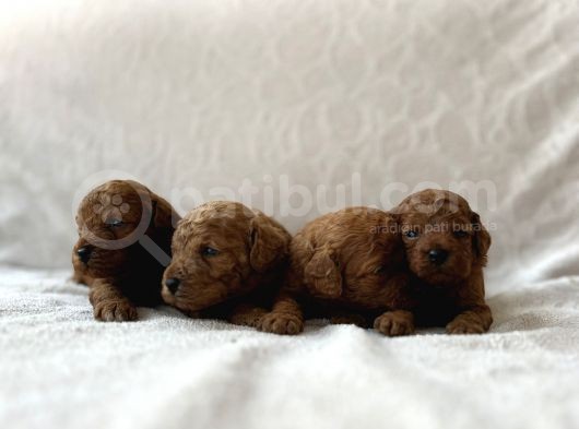 Redbrown Toy Poodle Bebekler görsel