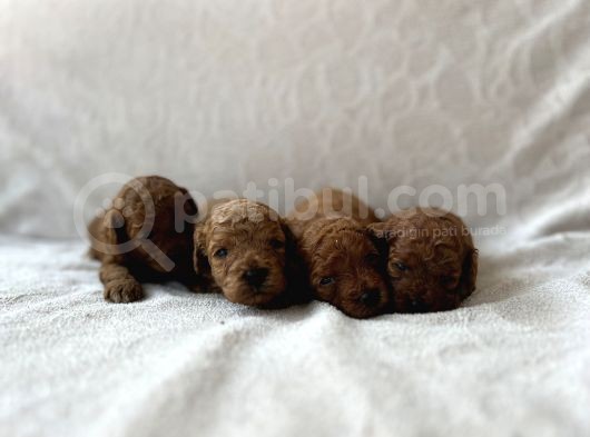 Redbrown Toy Poodle Bebekler görsel