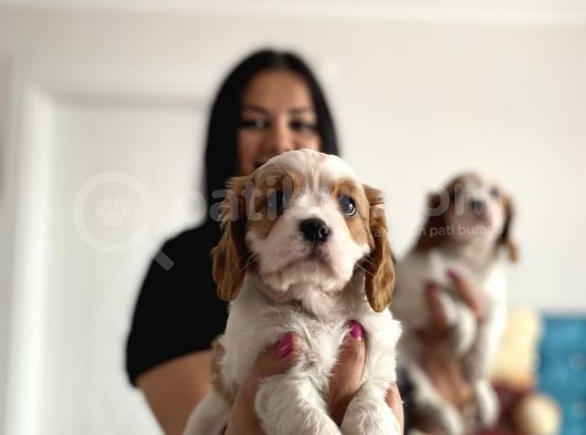 Safkan Cavalier Yavrularım görsel