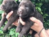 Labrador Yavrularım