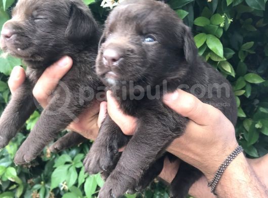 Labrador Yavrularım görsel