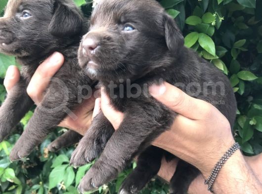 Labrador Yavrularım görsel