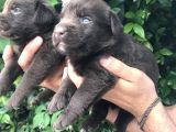 Labrador Yavrularım