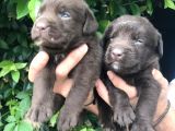 Labrador Yavrularım