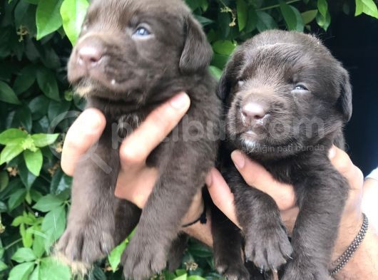 Labrador Yavrularım görsel