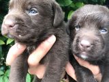 Labrador Yavrularım