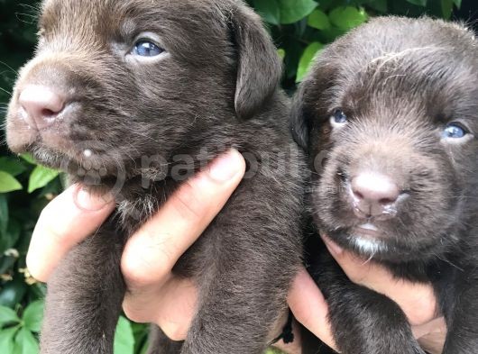 Labrador Yavrularım görsel