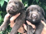 Labrador Yavrularım