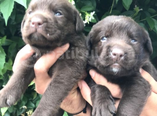 Labrador Yavrularım görsel