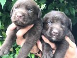Labrador yavrularım