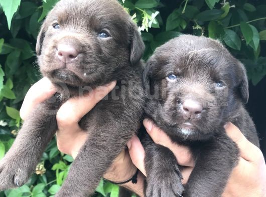 Labrador Yavrularım