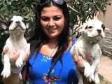 Safkan french buldog yavrularımız