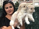 Mükemmel Pekinez Yavrularım
