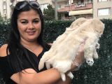 Mükemmel Pekinez Yavrularım