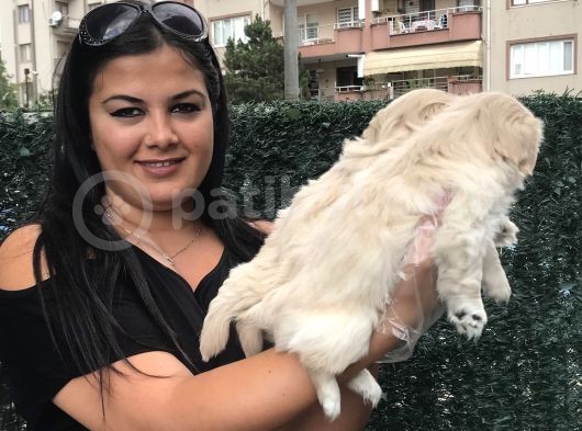 Mükemmel Pekinez Yavrularım görsel