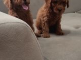 Red Brown Toy Poodle Bebekler