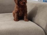 Red Brown Toy Poodle Bebekler