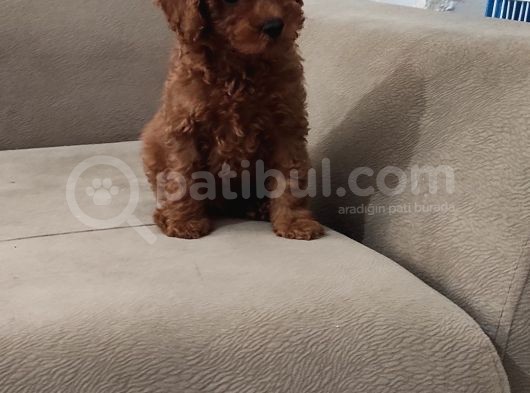 Red Brown Toy Poodle Bebekler görsel