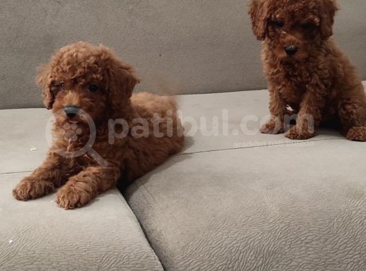 Red Brown Toy Poodle Bebekler görsel