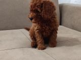 Red Brown Toy Poodle Bebekler