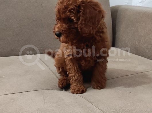 Red Brown Toy Poodle Bebekler görsel