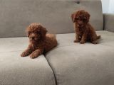 Red Brown toy poodle bebekler