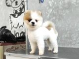 5 Aylık Teacup Dişi Pomeranian Bo