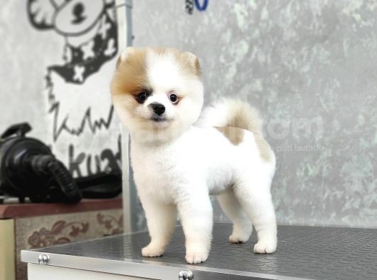 5 Aylık Teacup Dişi Pomeranian Bo