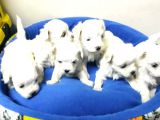 Pamuk Gibi Maltese Terrier Yavrular