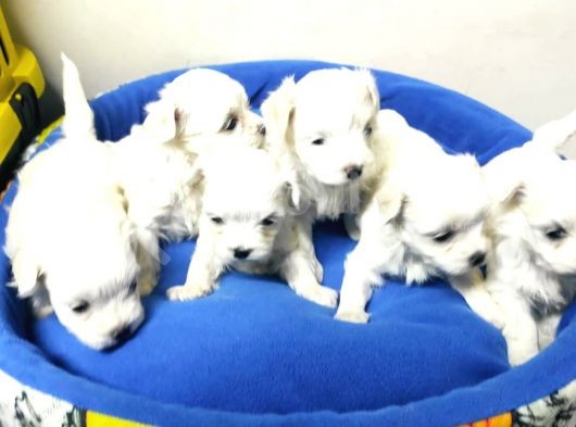 Pamuk Gibi Maltese Terrier Yavrular görsel