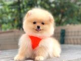 Show Kalite Pomeranian Boo Yavrular