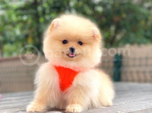 Show Kalite Pomeranian Boo Yavrular görsel