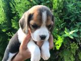 Elizabet Beagle Yavrularımız