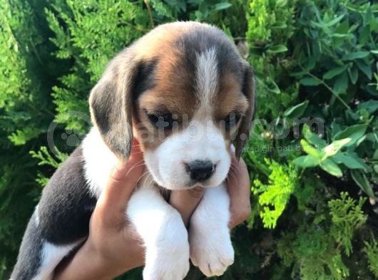 Elizabet Beagle Yavrularımız görsel