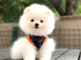 Show Kalite Pomeranian Boo Yavrular