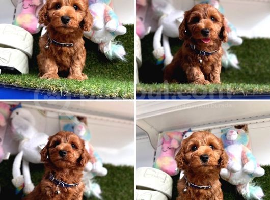 Show Kalite Maltipoo Yavrular