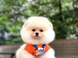 Show Kalite Pomeranian Boo Yavrular