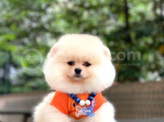 Show Kalite Pomeranian Boo Yavrular
