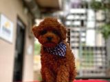 Show Kalite Toy Poodle Yavrular