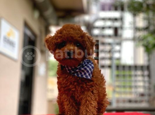 Show Kalite Toy Poodle Yavrular görsel