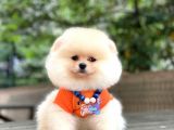 Show Kalite Pomeranian Boo Yavrular