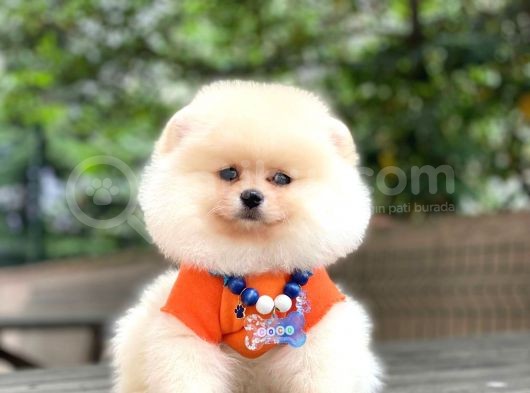Show Kalite Pomeranian Boo Yavrular görsel