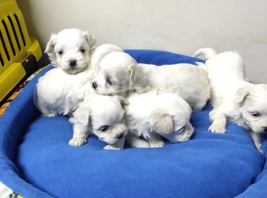 Pamuk Gibi Maltese Terrier Yavrular görsel