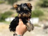micro teacup yorkshire terrier oğlumuz