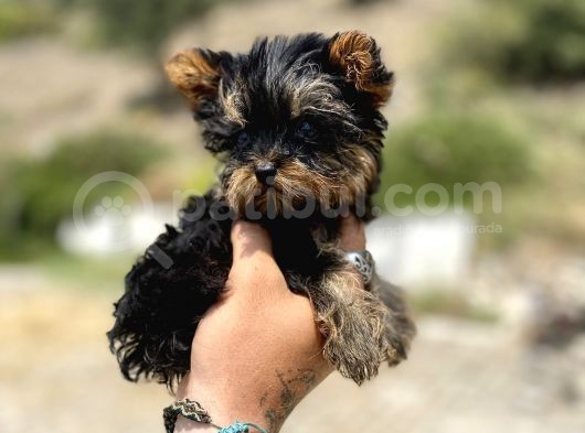 Micro Teacup Yorkshire Terrier Oğlumuz