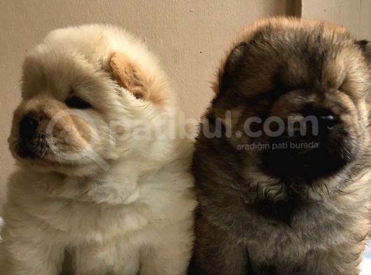 Chow Chow Çin Aslanı Yavrularımız