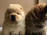 Chow Chow Çin Aslanı Yavrularımız