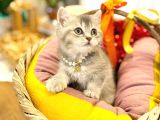 SÜPER KALİTE BRİTİSH SHORTHAİR BEBEKLERİMİZ